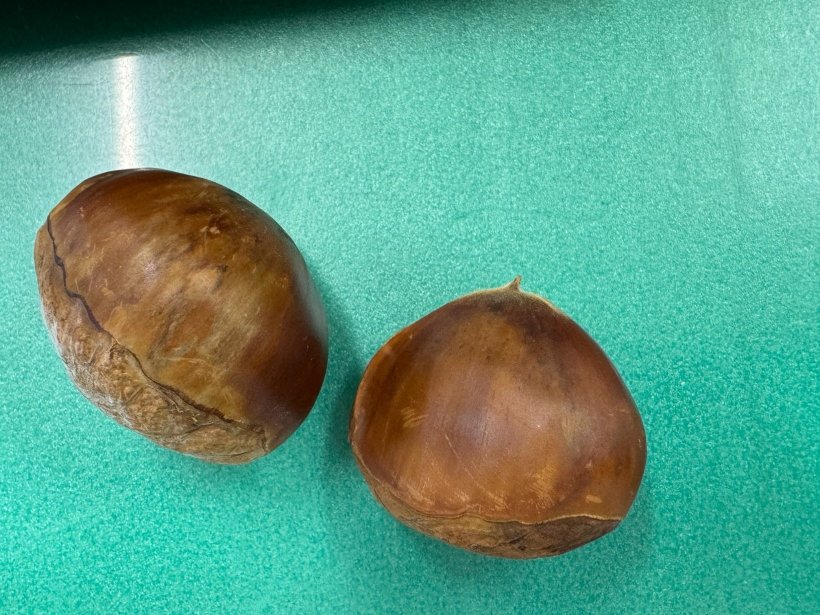 栗が2つ並んでいる